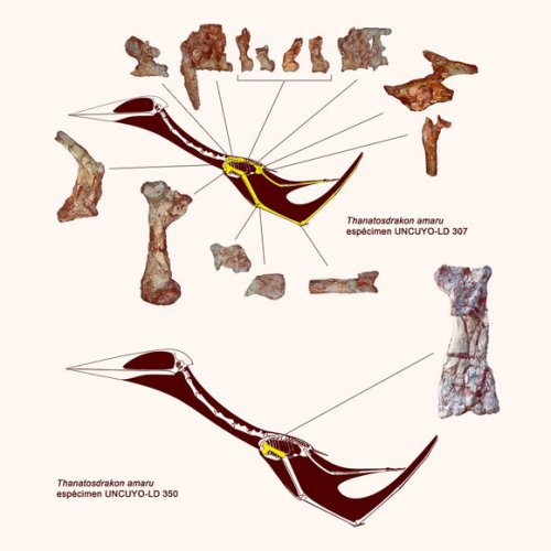 Thanatosdrakon-amaru2.jpg