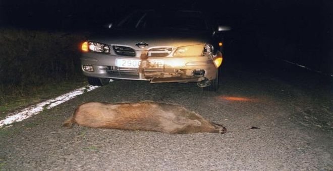 accidente-animal-2.jpg