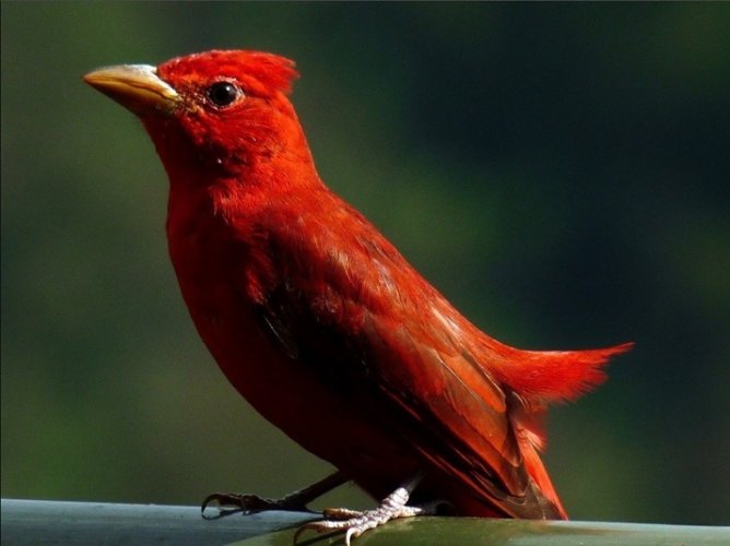 Summer Tanager.jpg