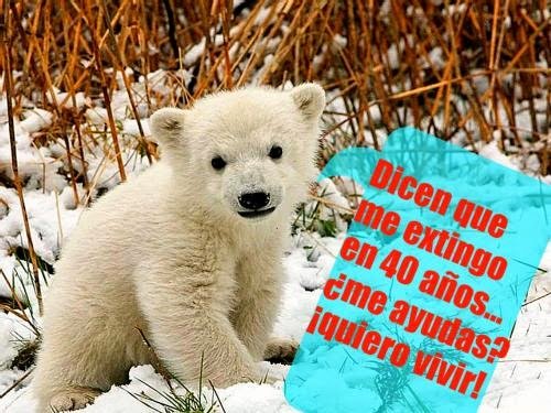 oso polar bebe extingo 26 marzo.jpg