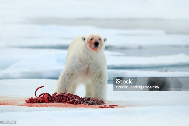 istockphoto-1253486857-1024x1024.jpg