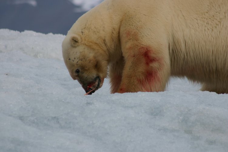 Svalbard044.jpg
