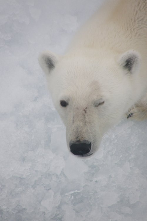 Svalbard062.jpg