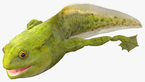 tadpolelatestageriggedvray3dmodel001.jpg