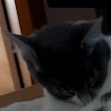 facepalm-cat.gif