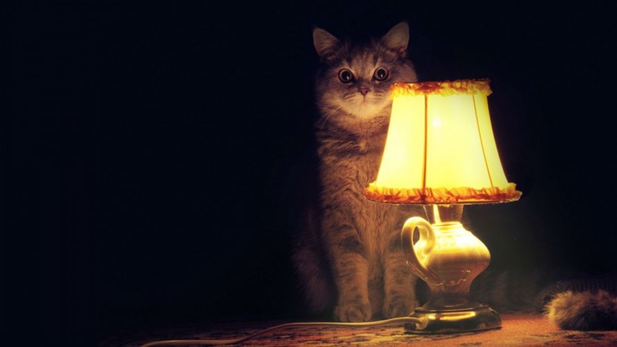 black_white_cat_is_sitting_in_front_of_table_lamp_in_dark_background_hd_cat-1600x900.jpg