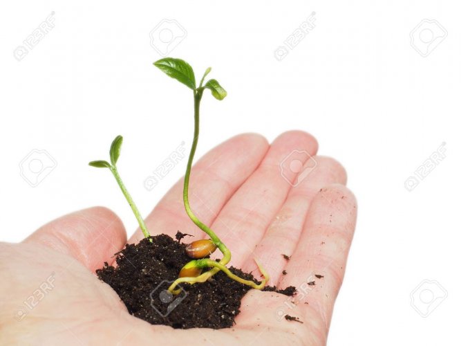 65741428-young-plant-sprouting-from-seed-in-soil-in-hand-isolated-on-white.jpg