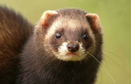 Polecat-2.jpg