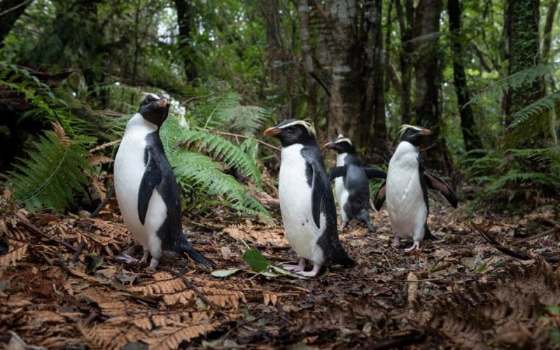 New-Zealand_GPS_-fiordland-crested-penguin.jpg