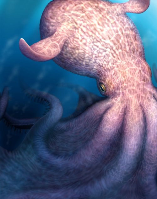 Cretaceous_octopus_reconstruction.jpg