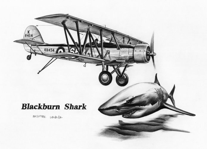 Blackburn Shark.jpg