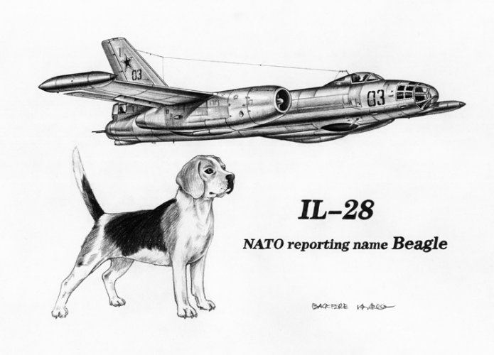 IL-28  Beagle.jpg