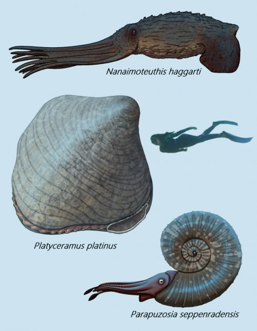 prehistoric_mega_molluscs_by_joliaquaislander_dmem1r3-414w-2x.jpg