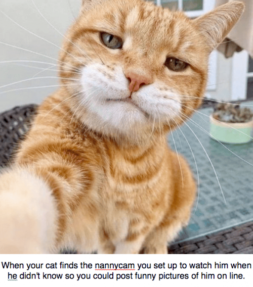 cat finds nannycam.png