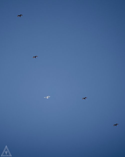 IMG_7167.jpeg