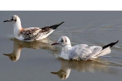 762613-dos-gaviotas-flotando-sobre-el-agua-del-lago.jpg