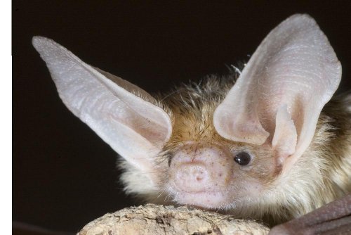 Antrozous pallidus Pallid bat.jpg