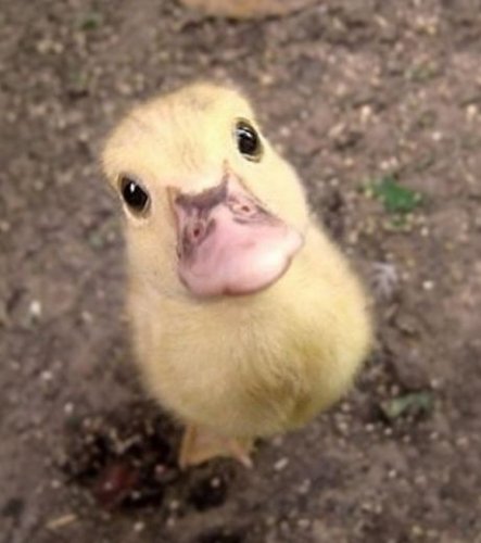 un-bebe-canard-appele-caneton-nous-attendrit-par-son-regard_110937_w460.jpg