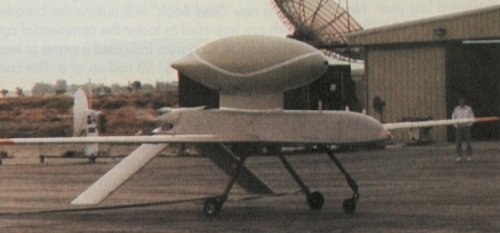 gnat-10.jpg