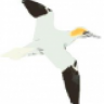 Gannet