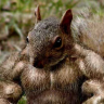 SquirreLord22