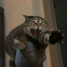 kittens are cute