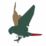 morrow.conure