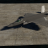ADF