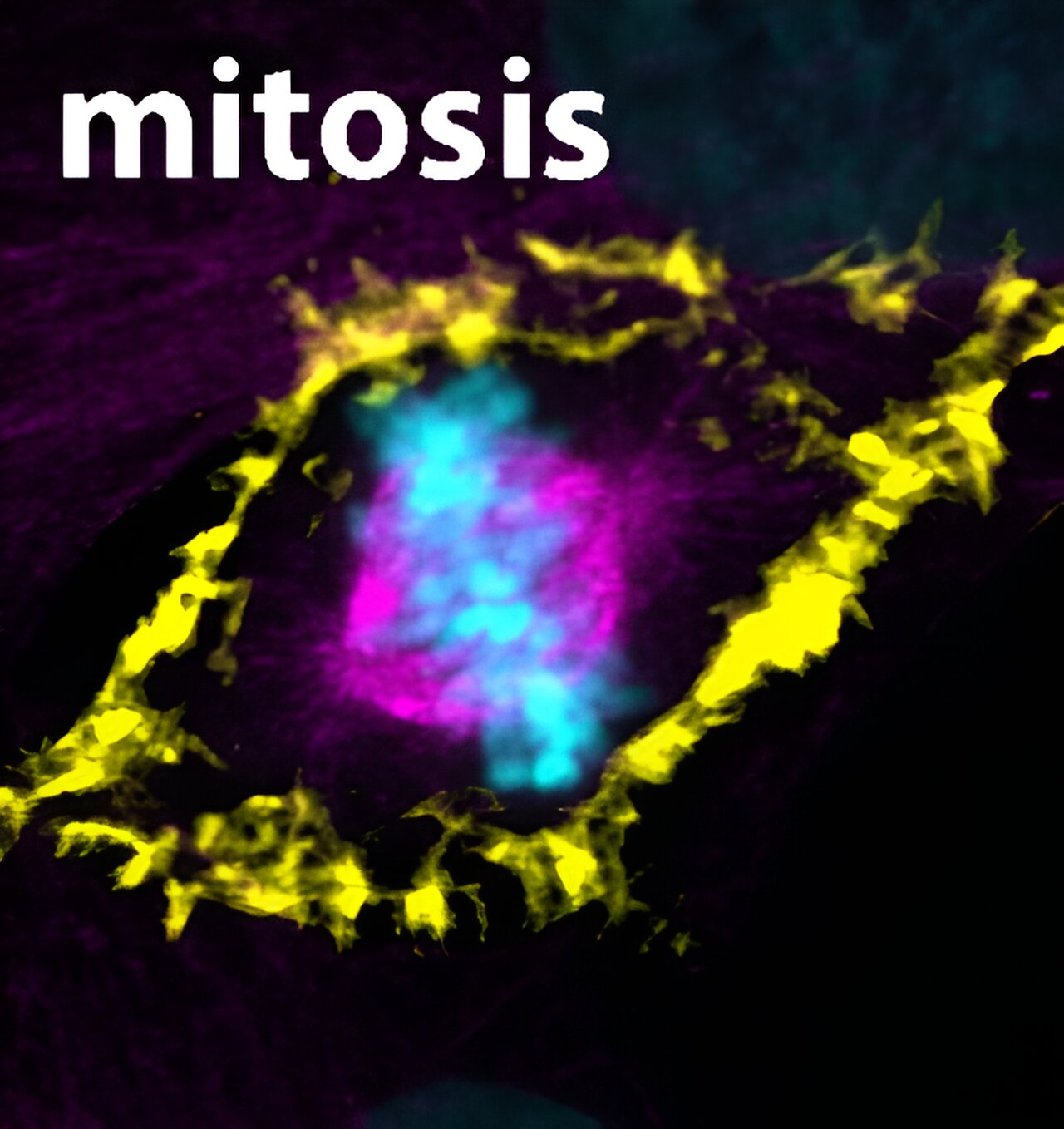 phys.org