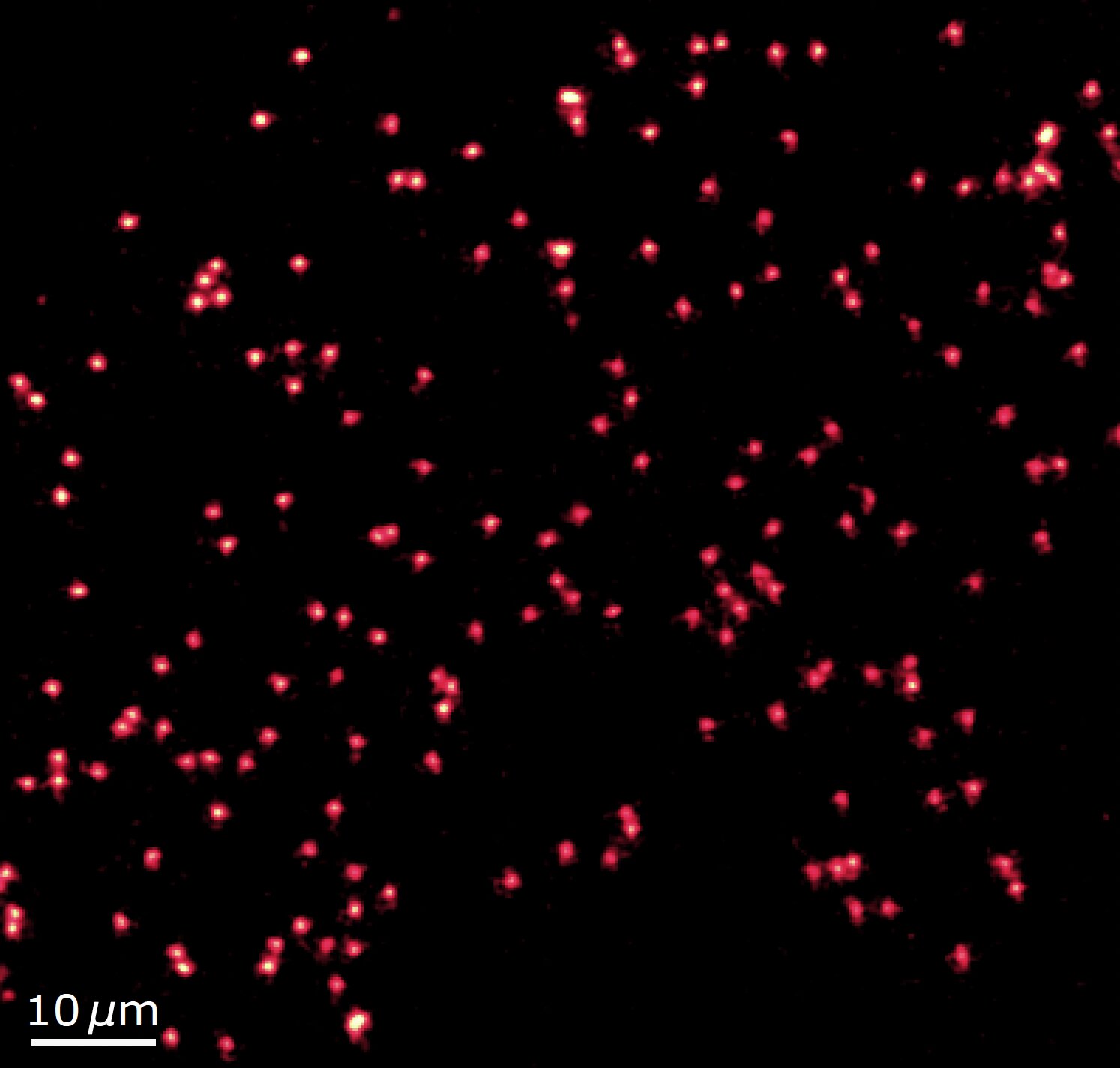 phys.org