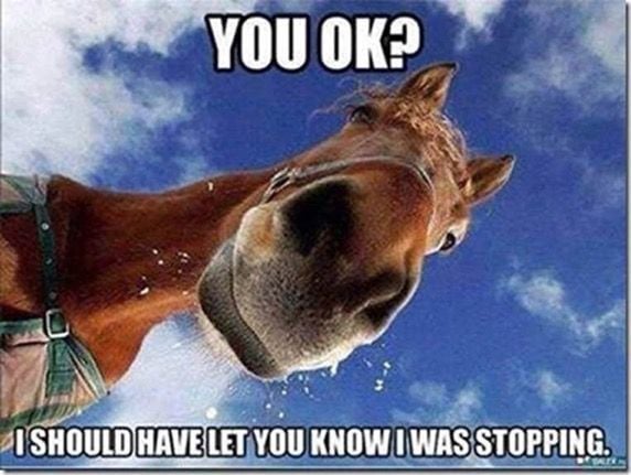 q-horse-stopped-jpg.657733