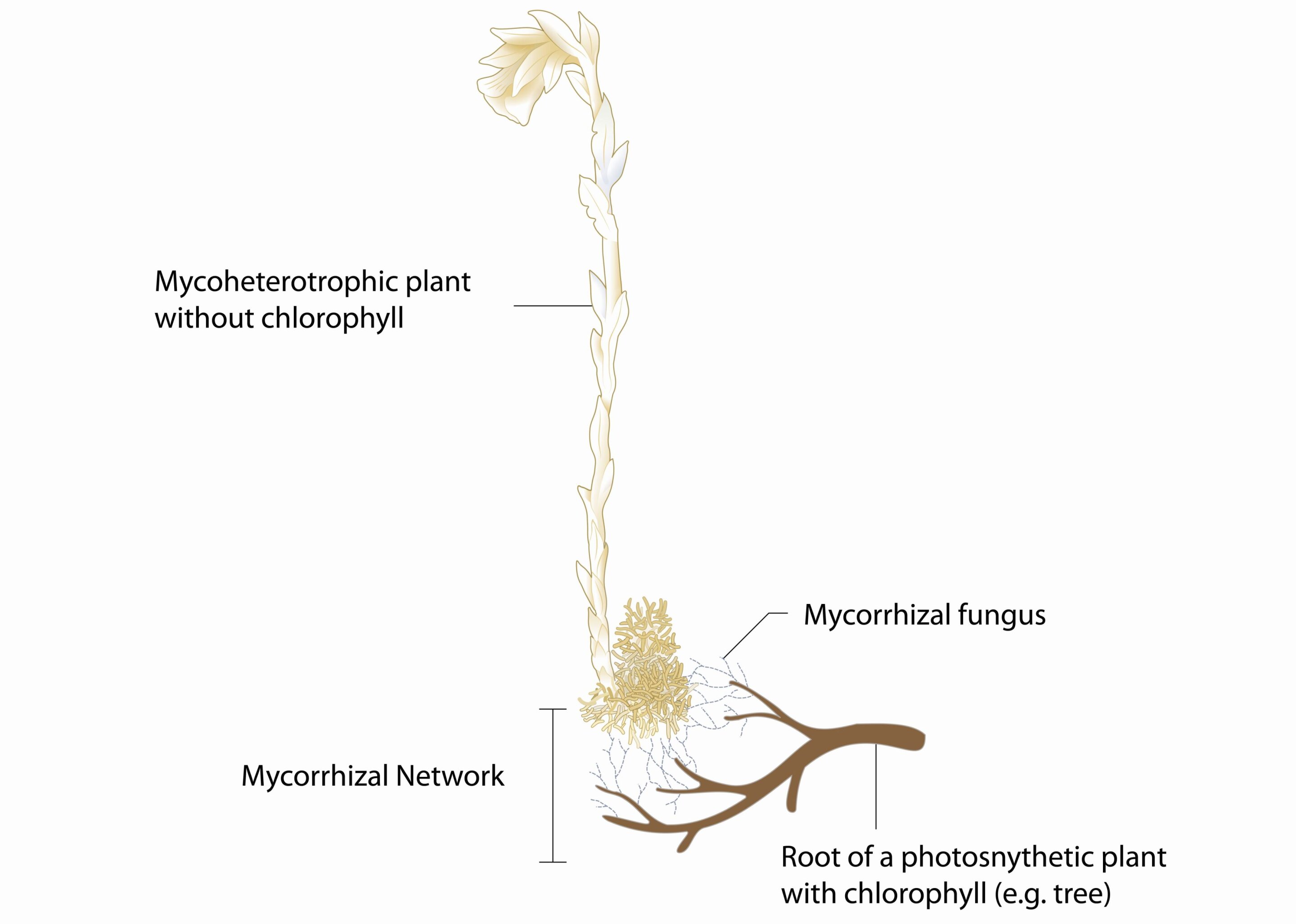 phys.org