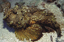 www.fishbase.se