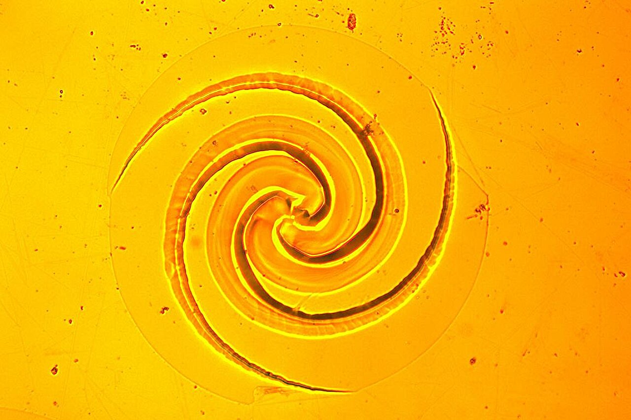 phys.org