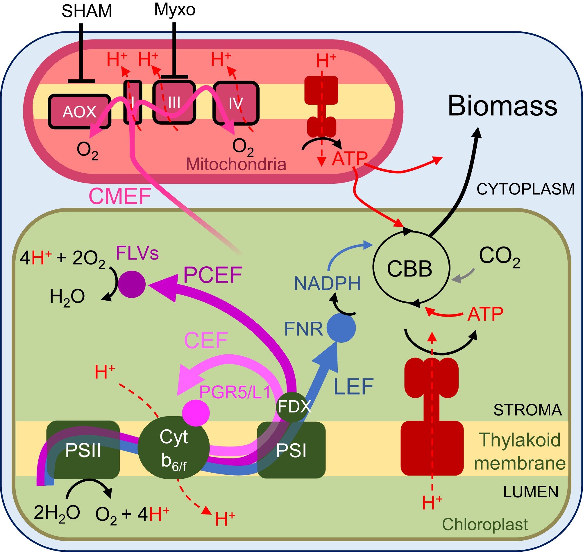 phys.org