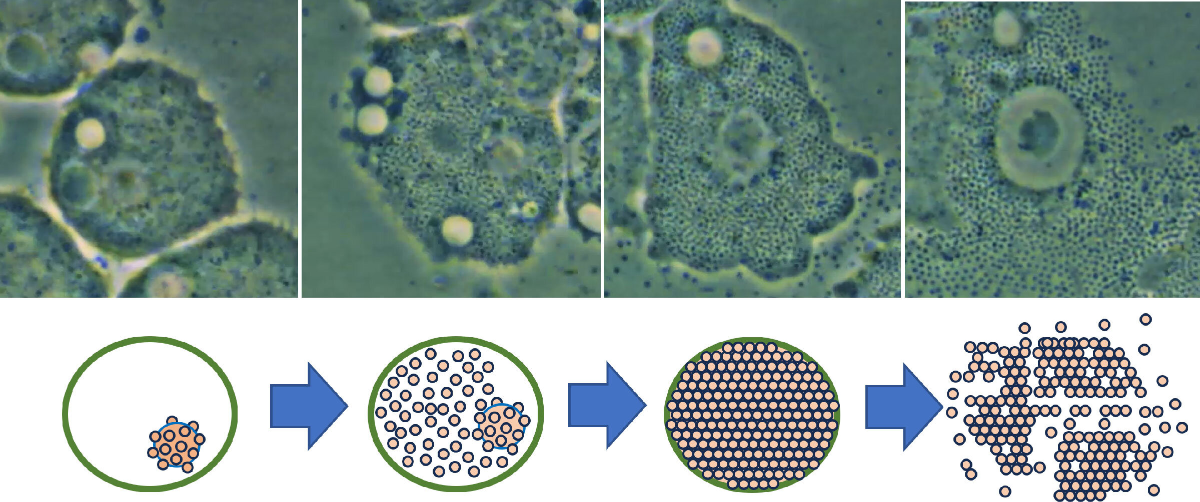 phys.org