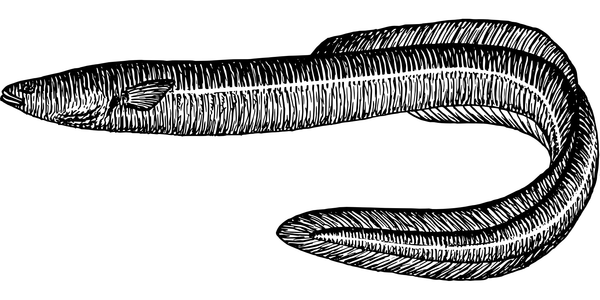 phys.org