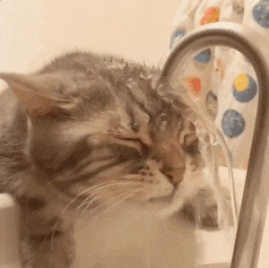 4192020132218-gif.808010
