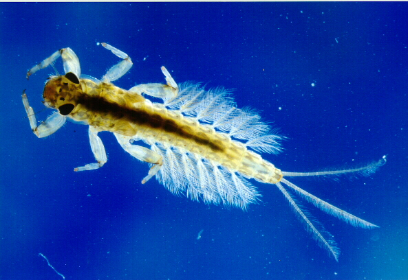 mayfly20nymph.jpg