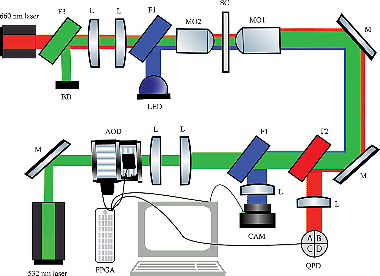 phys.org