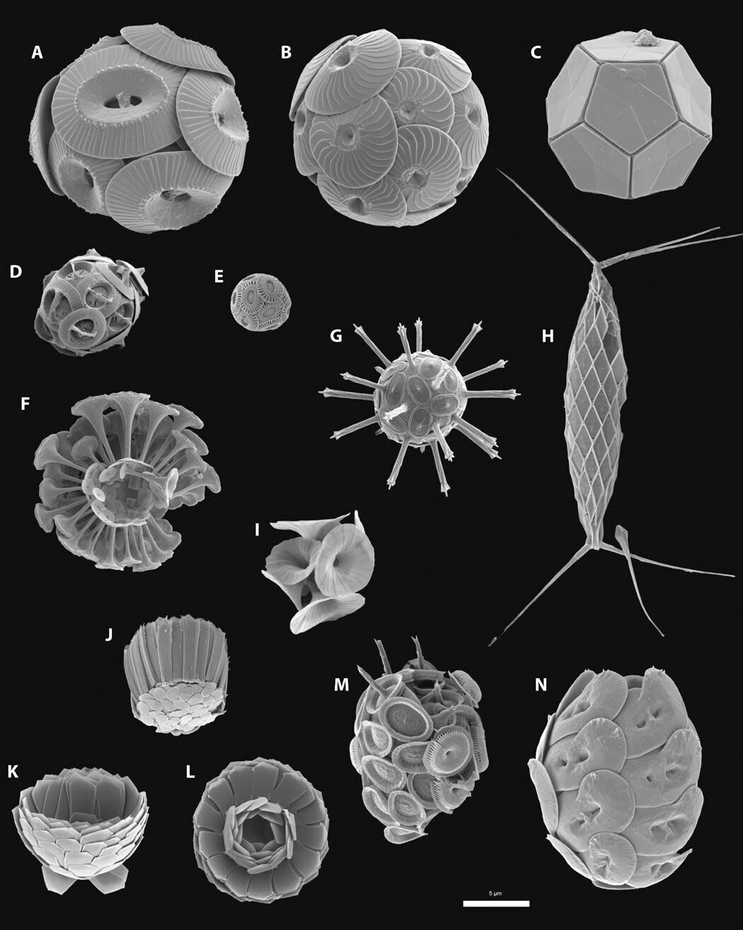 phys.org
