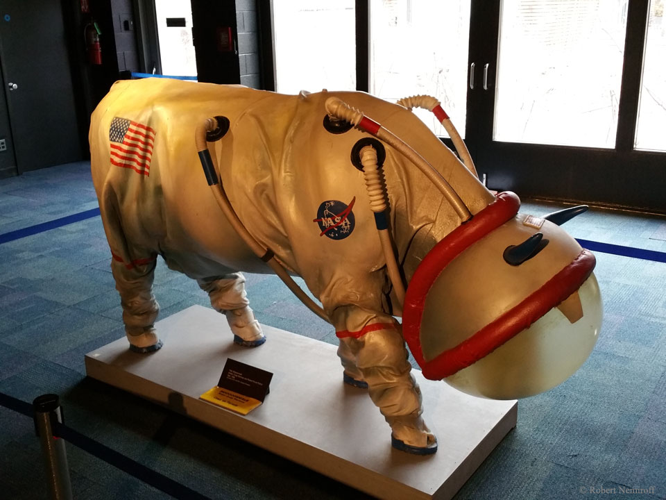 animals in space suits