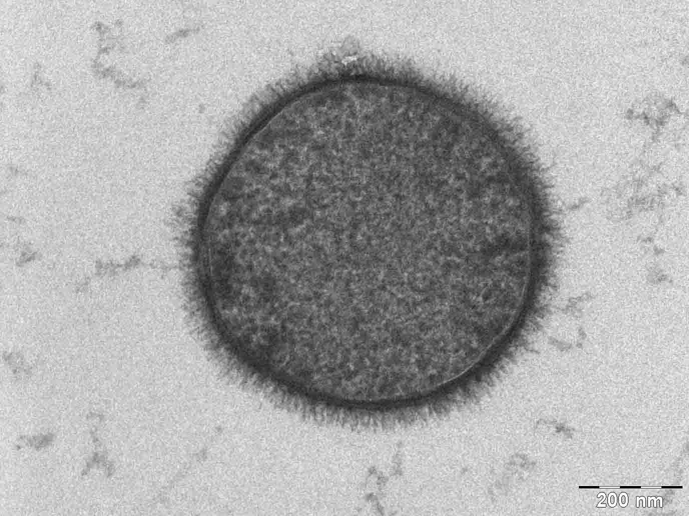 phys.org