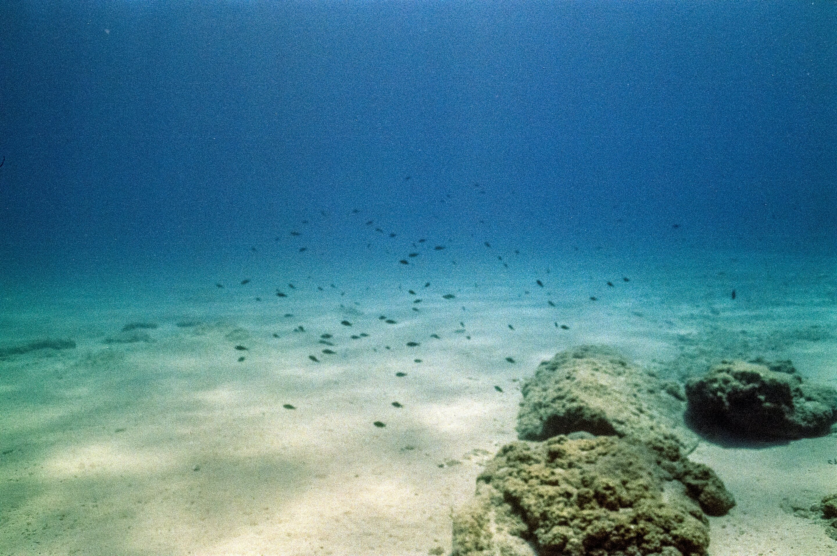 phys.org