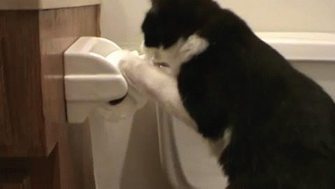 cat-toilet-paper-o.gif