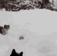 jumping-snow.gif