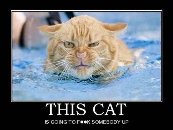 cat-humor-funny-angry-cat-1-jpg.720645